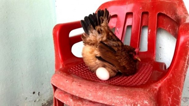 Foto - Rahatına düşkün tavuk sandalyeden başka yerde yumurtlamıyor