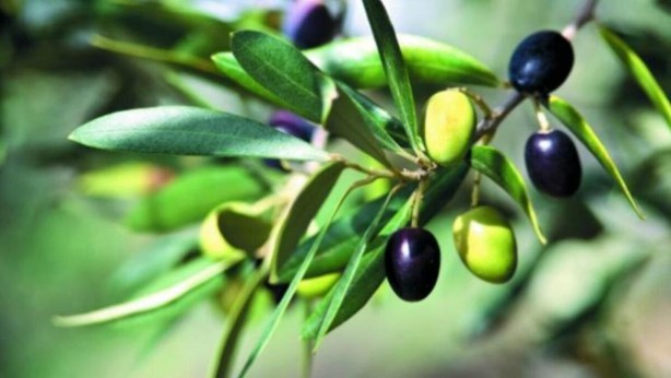 Foto - Ramazan ayında bağışıklığı güçlendirmenin yolları