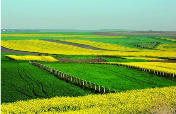 Foto - Ramazan Kurtoğlu 'Tarla alın tarla' diyordu! Vatandaşa talih kuşu kondu, telefon fiyatına arsa satılacak