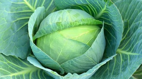 Foto - Raporda neler var neler! En kirli ve temiz gıdalar açıklandı