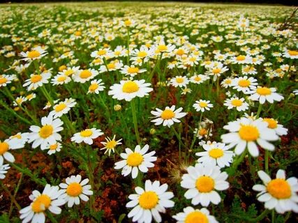 Foto - Raporda neler var neler! En kirli ve temiz gıdalar açıklandı