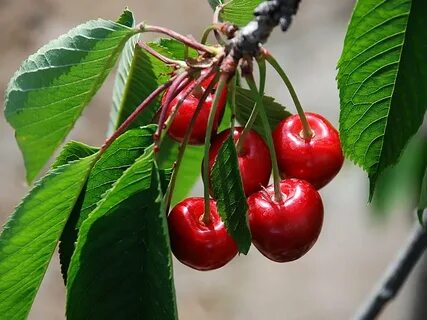 Foto - Raporda neler var neler! En kirli ve temiz gıdalar açıklandı