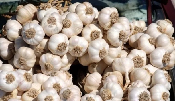 Foto - Reçetesiz doğal antibiyotik! Bir tanesi 25 ilaç gücünde: Kabızlığı önlüyor, açken yenilirse yağ yakıyor