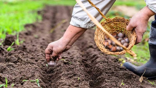 Reçetesiz doğal antibiyotik! Bir tanesi 25 ilaç gücünde: Kabızlığı önlüyor, açken yenilirse yağ yakıyor