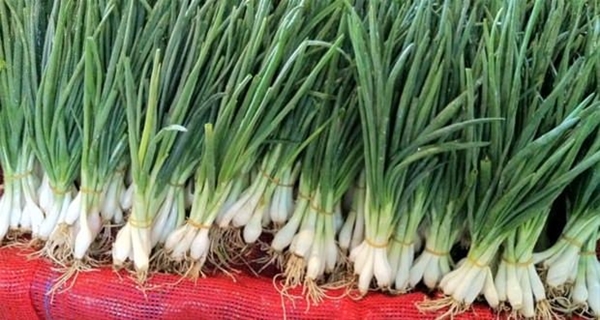 Foto - Rejim yapanlar taze soğandan uzak dursun!