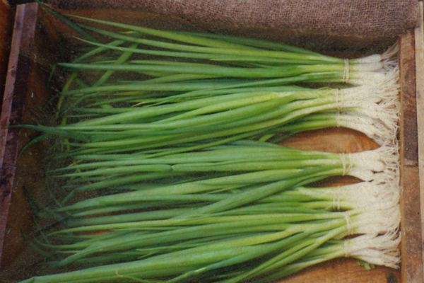 Foto - Rejim yapanlar taze soğandan uzak dursun!