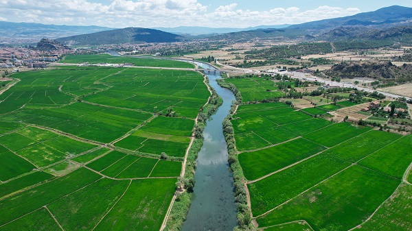 Foto - Rekolte beklentisi tam 20 bin ton