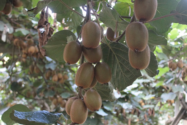 Foto - Rekolte düştü! Fiyatlar artacak