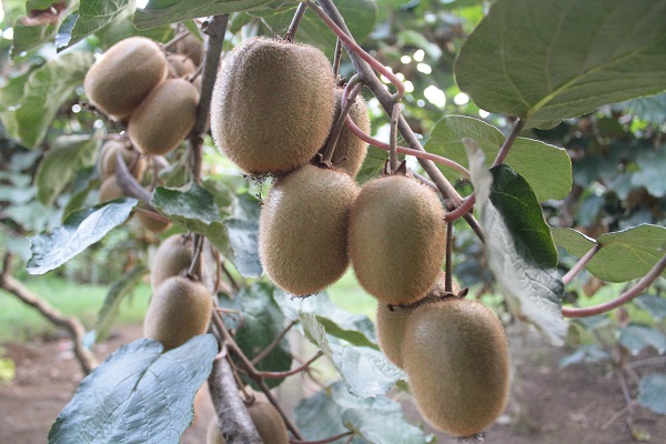 Foto - Rekolte düştü! Fiyatlar artacak