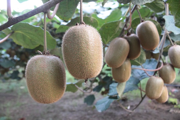 Foto - Rekolte düştü! Fiyatlar artacak