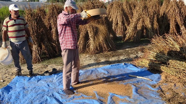 Foto - Rekolte düştü! Kilosu 85 TL oldu