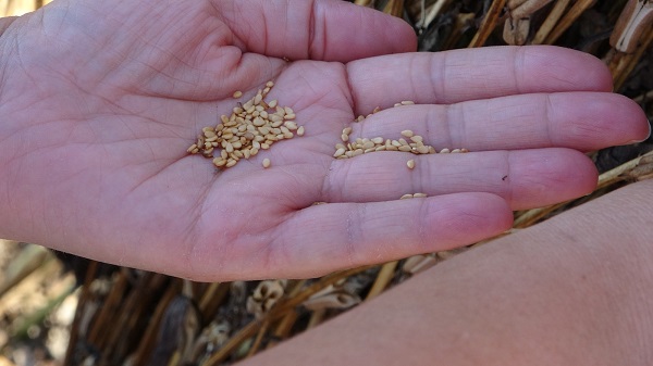 Foto - Rekolte düştü! Kilosu 85 TL oldu