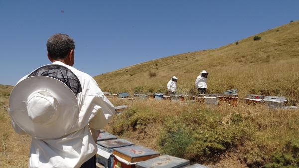 Foto - Rekolte üç yılda yüzde 100 düştü
