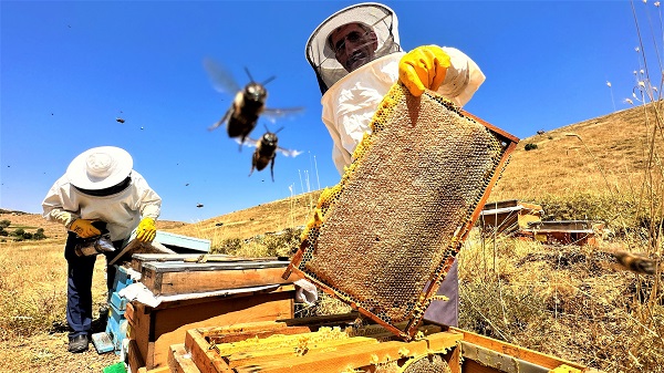 Foto - Rekolte üç yılda yüzde 100 düştü