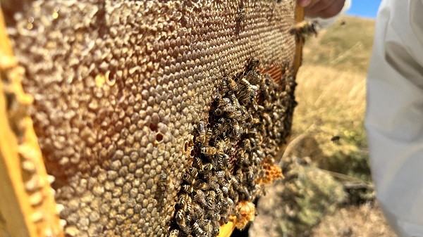 Foto - Rekolte üç yılda yüzde 100 düştü