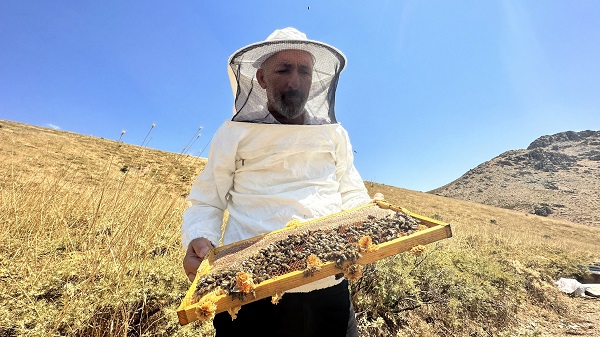 Foto - Rekolte üç yılda yüzde 100 düştü