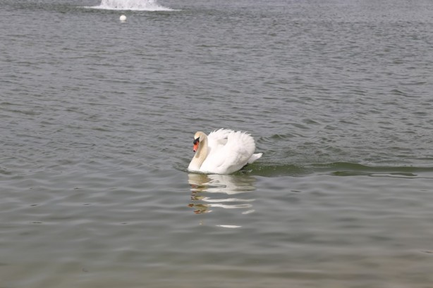 Foto - Rengarenk bir dünya: Bilim Sanat ve Kültür Parkı