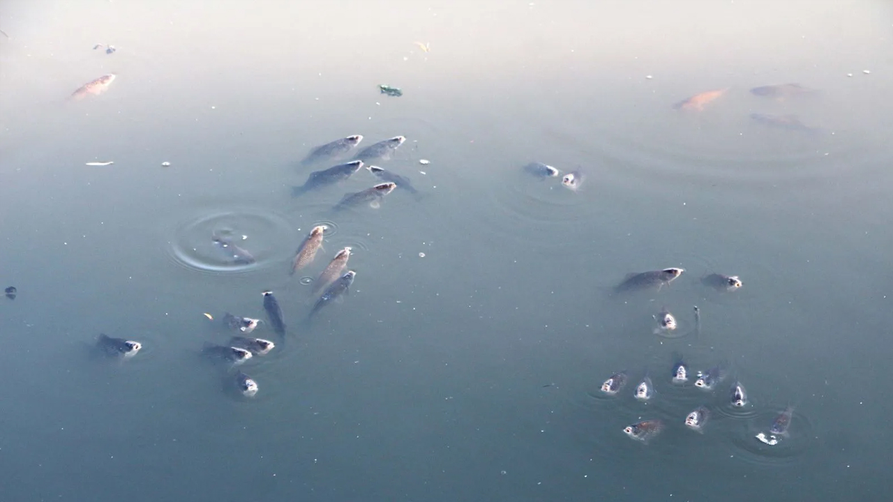 Foto - Rengi siyaha döndü ve bir anda köpürdü! O nehirde balıklar ölüyor