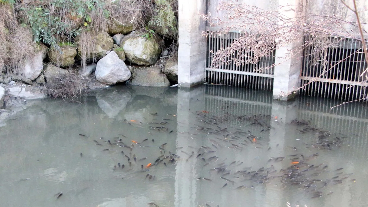 Foto - Rengi siyaha döndü ve bir anda köpürdü! O nehirde balıklar ölüyor