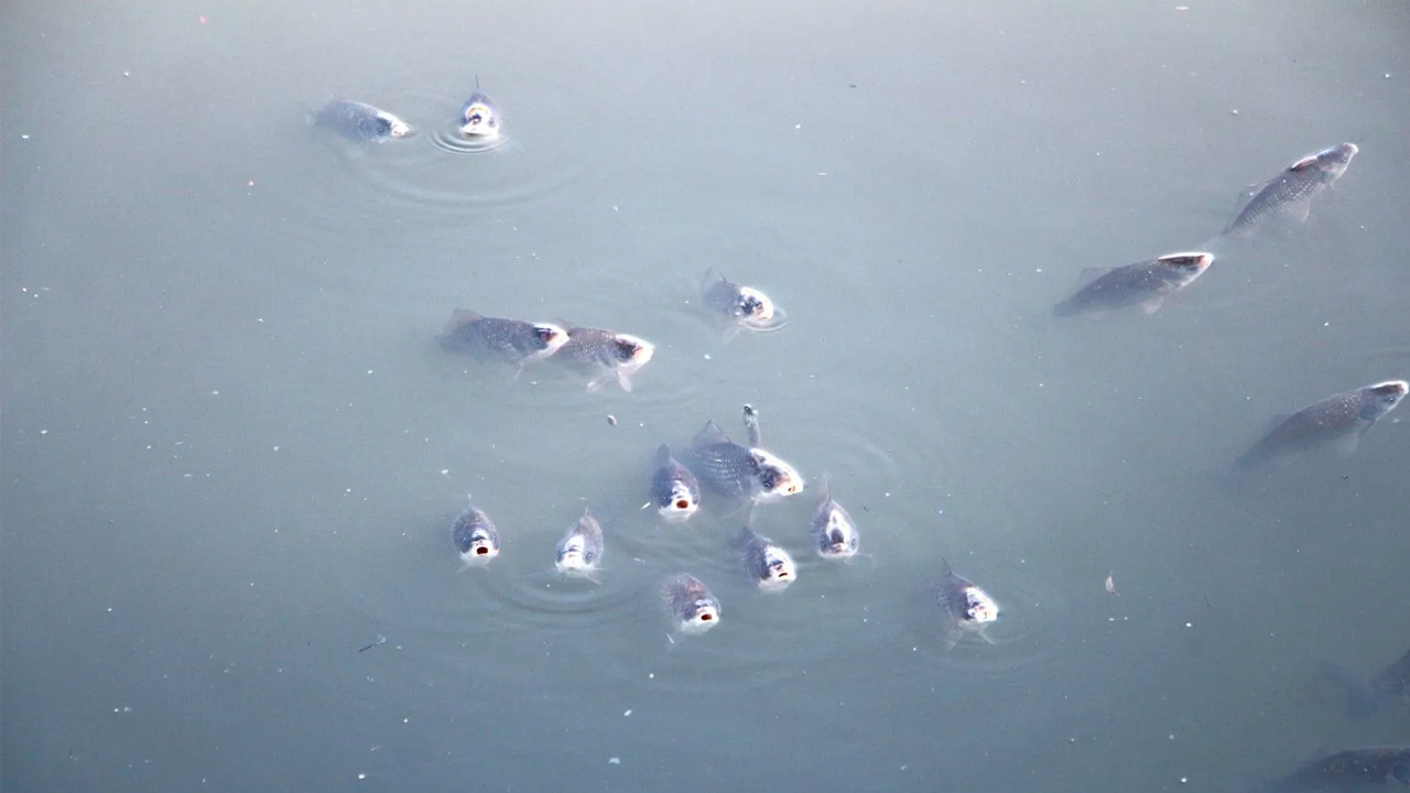 Foto - Rengi siyaha döndü ve bir anda köpürdü! O nehirde balıklar ölüyor
