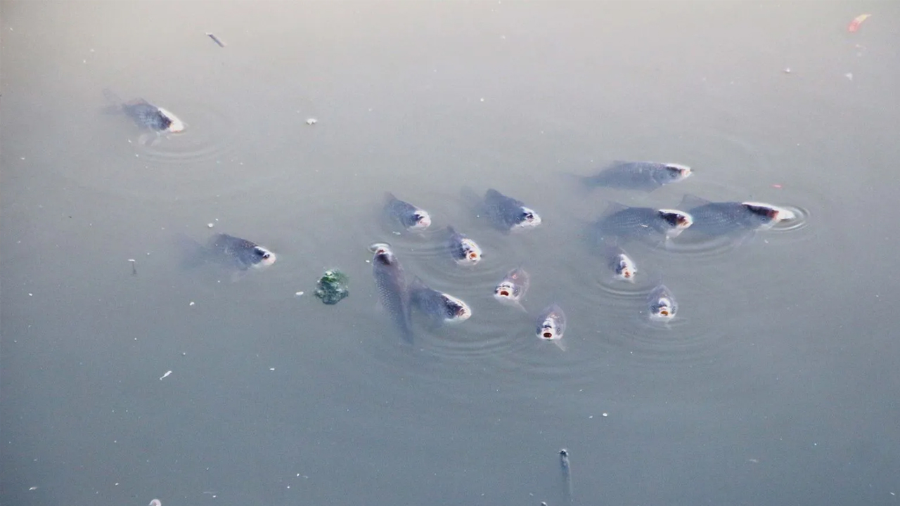 Foto - Rengi siyaha döndü ve bir anda köpürdü! O nehirde balıklar ölüyor