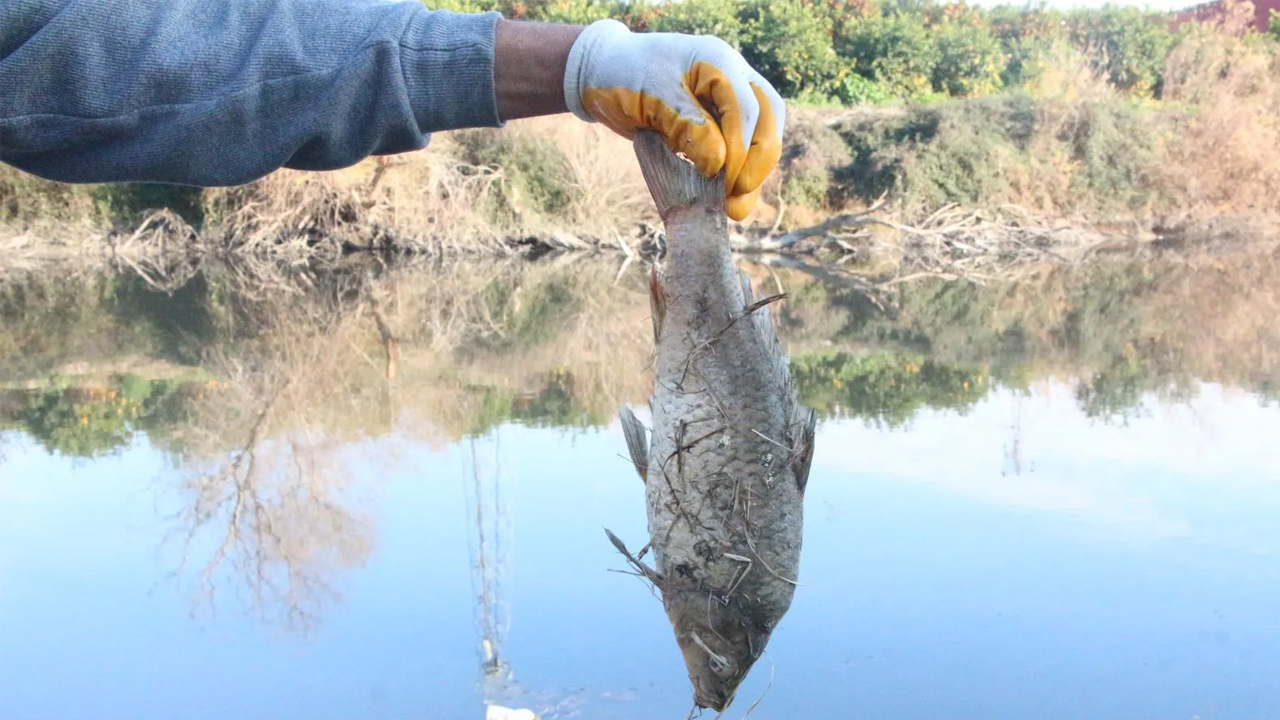 Rengi siyaha döndü ve bir anda köpürdü! O nehirde balıklar ölüyor