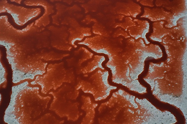 Foto - Rengiyle dikkat çekiyor! Havadan görüntülendi