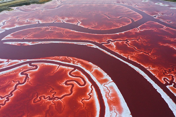 Foto - Rengiyle dikkat çekiyor! Havadan görüntülendi