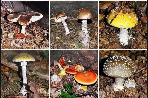 Foto - Rengiyle ve görüntüsüyle tüm dikkatleri üzerine çekiyor! Tek bir yerde yetişiyor! Uzmanlar "Sakın ama sakın tüketmeyin" diye uyarıyor