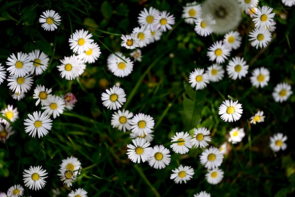 Foto - Renk cümbüşü objektiflere takıldı