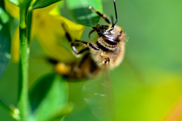 Foto - Renk cümbüşü objektiflere takıldı