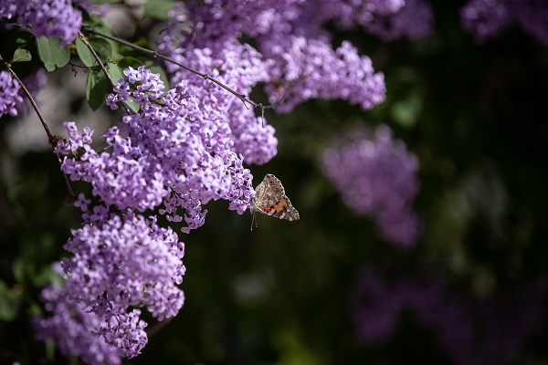 Foto - Renk cümbüşü objektiflere takıldı
