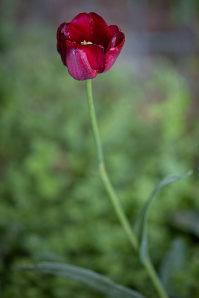 Foto - Renk cümbüşü objektiflere takıldı