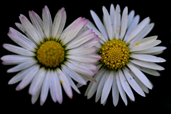 Foto - Renk cümbüşü objektiflere takıldı