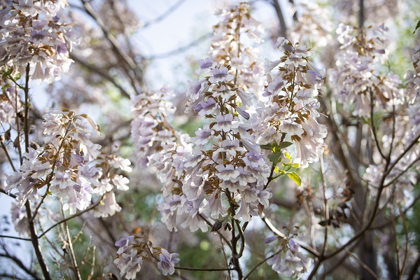Foto - Renk cümbüşü objektiflere takıldı