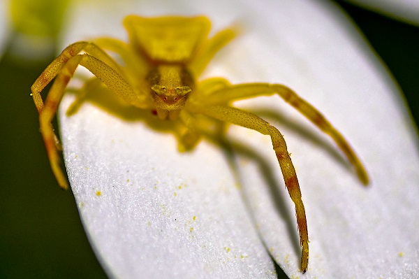 Foto - Renk cümbüşü objektiflere takıldı