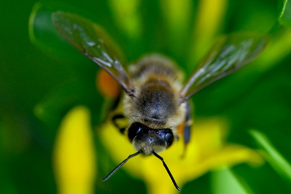 Foto - Renk cümbüşü objektiflere takıldı