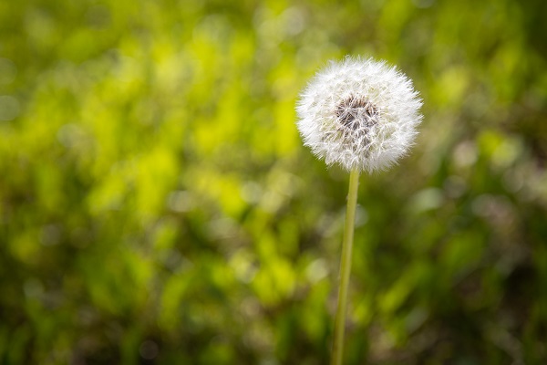 Foto - Renk cümbüşü objektiflere takıldı