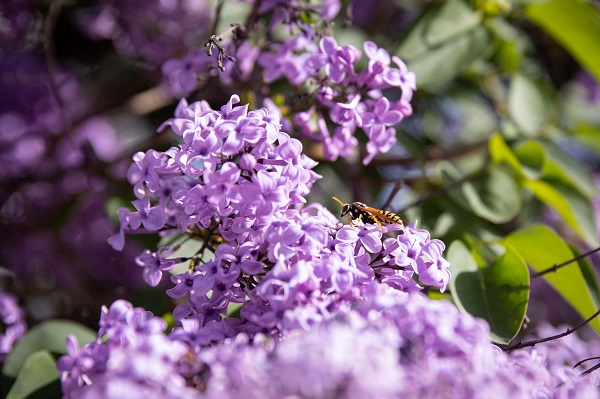 Renk cümbüşü objektiflere takıldı