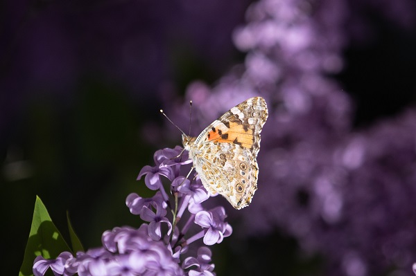 Foto - Renk cümbüşü objektiflere takıldı