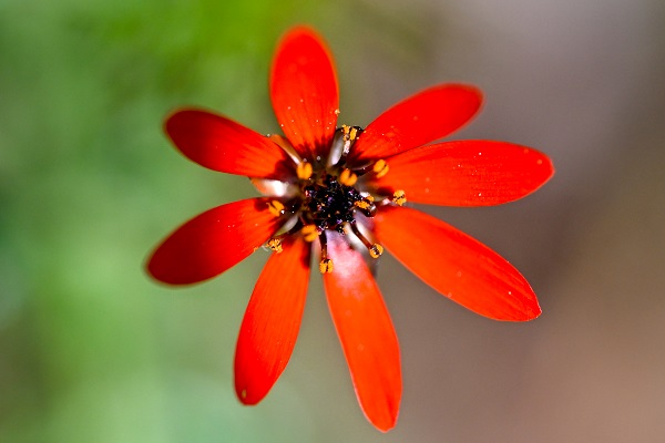 Foto - Renk cümbüşü objektiflere takıldı