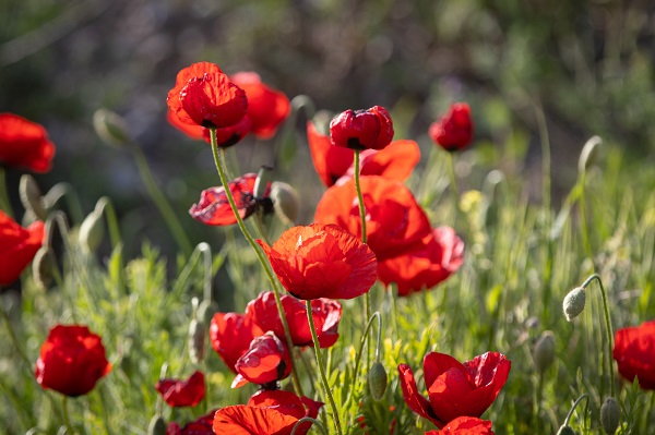 Foto - Renk cümbüşü objektiflere takıldı