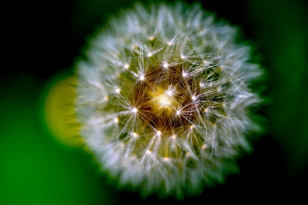 Foto - Renk cümbüşü objektiflere takıldı