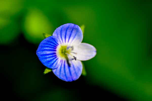 Foto - Renk cümbüşü objektiflere takıldı