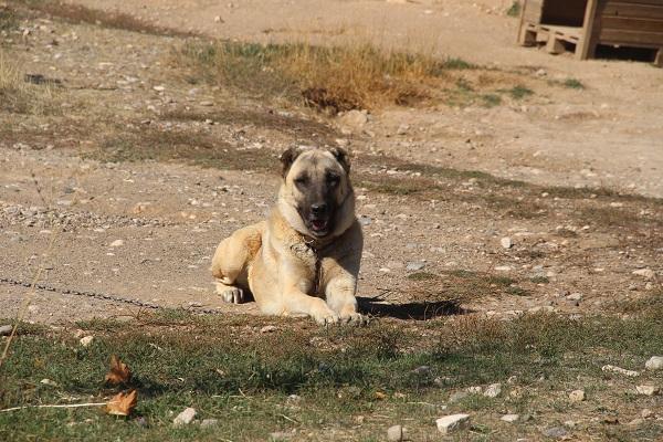 Foto - Renkleri değişmeye başladı! Küresel ısınma kangalları böyle etkiledi