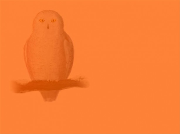 Foto - Resimde gizlenmiş nesneyi bulabilecek misiniz?