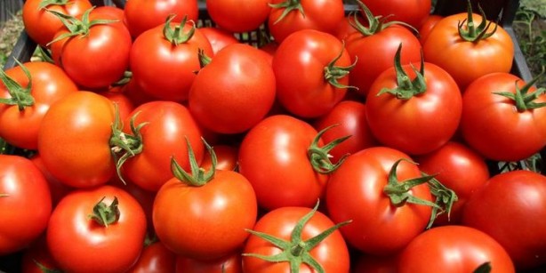 Foto - "Türkiye İsrail'den o sebzenin tohumunu alıyor" iddiası doğru çıktı! 'Alıyoruz ama...' diye söze başlayarak açıkladı