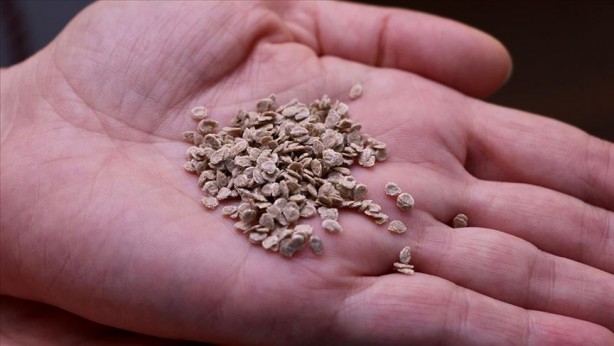 "Türkiye İsrail'den o sebzenin tohumunu alıyor" iddiası doğru çıktı! 'Alıyoruz ama...' diye söze başlayarak açıkladı