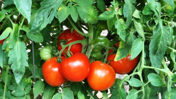 Foto - "Türkiye İsrail'den o sebzenin tohumunu alıyor" iddiası doğru çıktı! 'Alıyoruz ama...' diye söze başlayarak açıkladı