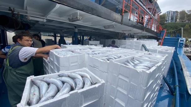 Foto - Resmen denizden fışkırdı! 10 bin kasayı buldu